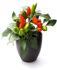 Capsicum annuum